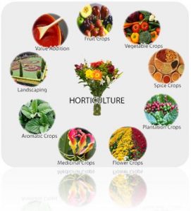 Horticulture in Madhya Pradesh